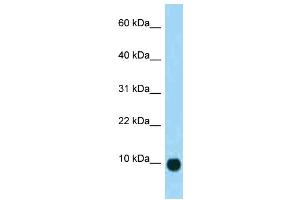 WB Suggested Anti-Sct Antibody Titration: 1. (Secretin Antikörper  (N-Term))