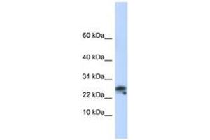 Image no. 1 for anti-Granulysin (GNLY) (C-Term) antibody (ABIN6743099) (GNLY Antikörper  (C-Term))