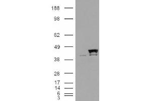 Image no. 2 for anti-Peptidylprolyl Isomerase D (PPID) (Internal Region) antibody (ABIN374769) (PPID Antikörper  (Internal Region))