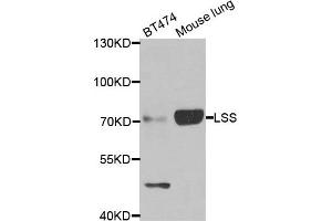 Western blot analysis of extracts of BT474 and mouse lung cell lines, using LSS antibody. (LSS Antikörper)