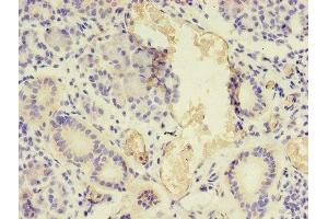Immunohistochemistry of paraffin-embedded human pancreatic tissue using ABIN7161056 at dilution of 1:100 (NPPB Antikörper  (AA 27-102))