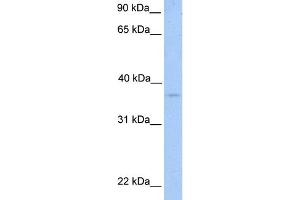 WB Suggested Anti-NPAL2 Antibody Titration:  0.