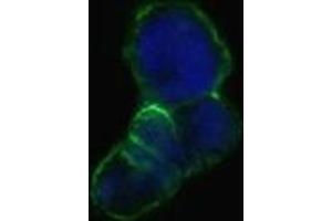 Confocal immunofluorescence analysis of methanol-fixed HEK293 cells trasfected with LCN1-hIgGFc using LCN1 mouse mAb(green), showing membrane localization. (Lipocalin 1 Antikörper)