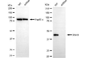 Western blotting analysis using RNH1 antibody (ABIN7800210).