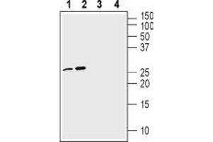 Western blot analysis of 100 ng Recombinant mouse proNGF protein (ABIN7482122, ABIN7491865, ABIN7491866, ABIN7491867, ABIN7491868, ABIN7491869, ABIN7491870, ABIN7491871 and ABIN7491872) (lanes 1 and 3) and Recombinant human proNGF protein (ABIN7482126, ABIN7491883, ABIN7491884, ABIN7491885, ABIN7491886, ABIN7491887, ABIN7491888, ABIN7491889 and ABIN7491890) (lanes 2 and 4):1-2. (Nerve Growth Factor (NGF) Peptid)
