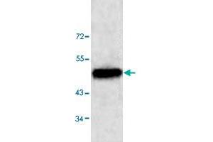 Western blot analysis of HeLa cell lysate with NUCB1 polyclonal antibody  at 1 : 500 dilution. (Nucleobindin 1 Antikörper  (C-Term))