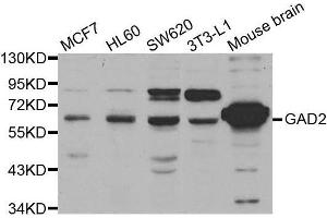 Western blot analysis of extracts of various cell lines, using GAD2 antibody. (GAD65 Antikörper  (AA 401-585))