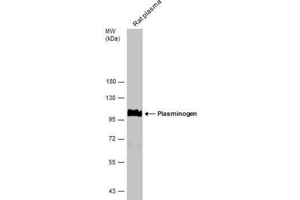 PLG Antikörper