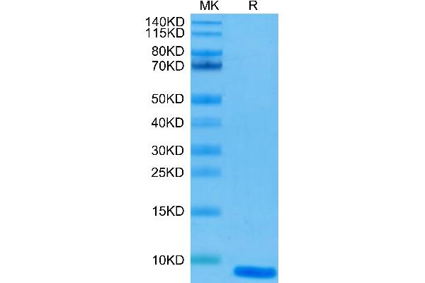 EGF Protein