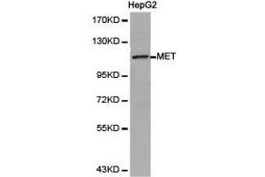 Western Blotting (WB) image for anti-Met Proto-Oncogene (MET) antibody (ABIN1873686) (c-MET Antikörper)