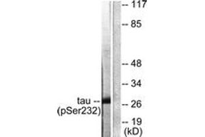 Western blot analysis of extracts from HeLa cells, using 14-3-3 thet/tau (Phospho-Ser232) Antibody. (14-3-3 theta Antikörper  (pSer232))