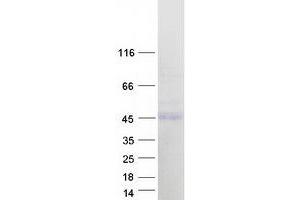 Western Blotting (WB) image for NF-kappa-B inhibitor beta (NFKBIB) (Transcript Variant 2) protein (Myc-DYKDDDDK Tag) (ABIN2727697)