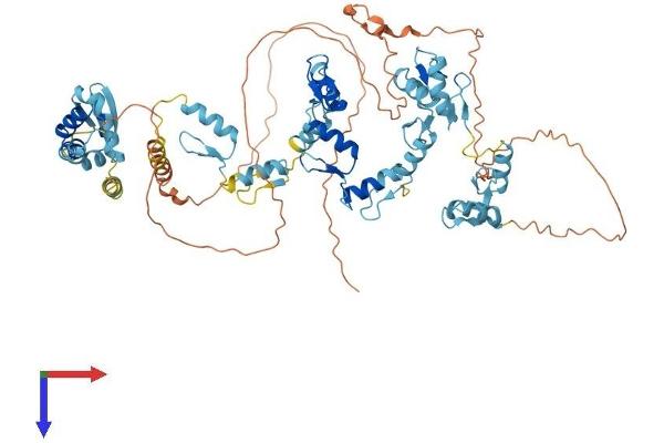 ZBTB48 Protein (AA 1-688) (His tag)