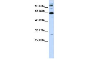 Western Blotting (WB) image for anti-MNT, MAX Dimerization Protein (MNT) antibody (ABIN2458395) (MNT Antikörper)