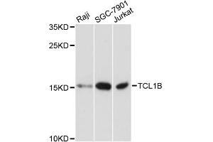 Western blot analysis of extracts of various cell lines, using TCL1B antibody.