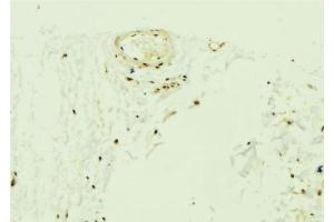 ABIN6275693 at 1/100 staining Mouse muscle tissue by IHC-P. (ZNF592 Antikörper  (Internal Region))