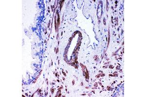 Immunohistochemistry (IHC) image for anti-Angiotensin I Converting Enzyme (Peptidyl-Dipeptidase A) 1 (ACE) (AA 702-715), (Middle Region) antibody (ABIN3042841)