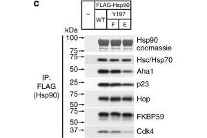 Assembly of complexes of Cdc37 and Hsp90 phosphomimetic variants with clients and cochaperones. (FKBP4 Antikörper)