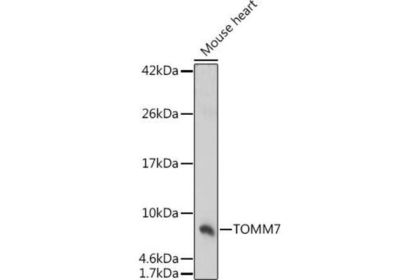 TOMM7 Antikörper  (AA 1-55)