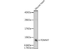 Western blot analysis of extracts of Mouse heart, using TOMM7 antibody (ABIN7270933) at 1:1000 dilution.