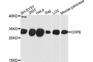 Western blot analysis of extracts of various cell lines, using COPE antibody (ABIN4903347) at 1:1000 dilution.