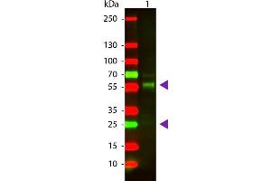 Western Blot of Goat anti-Bovine IgG Texas Red Conjugated Secondary Antibody. (Ziege anti-Rind (Kuh) IgG (Heavy & Light Chain) Antikörper (Texas Red (TR)) - Preadsorbed)