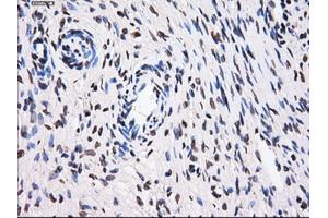 Immunohistochemical staining of paraffin-embedded colon tissue using anti-BTN3A2 mouse monoclonal antibody.
