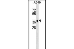 MET Antibody (ABIN1539798 and ABIN2843775) western blot analysis in A549 cell line lysates (35 μg/lane).