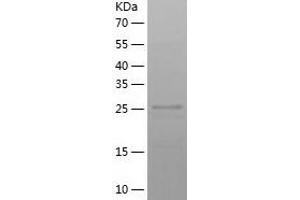 Western Blotting (WB) image for Cell Growth Regulator with EF-Hand Domain 1 (CGREF1) (AA 20-301) protein (His tag) (ABIN7122233) (CGREF1 Protein (AA 20-301) (His tag))