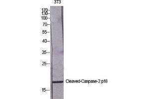 Western Blot (WB) analysis of specific cells using Cleaved-Caspase-2 p18 (G170) Polyclonal Antibody. (Caspase 2 p18 Antikörper  (cleaved, Gly170))