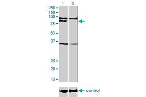 Western blot analysis of PRDM1 over-expressed 293 cell line, cotransfected with PRDM1 Validated Chimera RNAi (Lane 2) or non-transfected control (Lane 1). (PRDM1 Antikörper  (AA 1-109))
