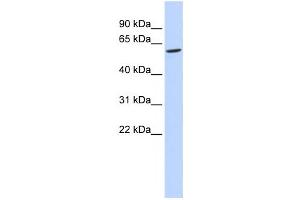 Western Blotting (WB) image for anti-Family with Sequence Similarity 134, Member C (FAM134C) antibody (ABIN2459665)