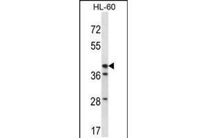 Western blot analysis in HL-60 cell line lysates (35ug/lane). (HSD3B1 Antikörper  (N-Term))