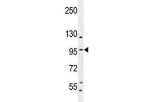 SP1 antibody western blot analysis in K562 lysate. (SP1 Antikörper  (AA 677-707))