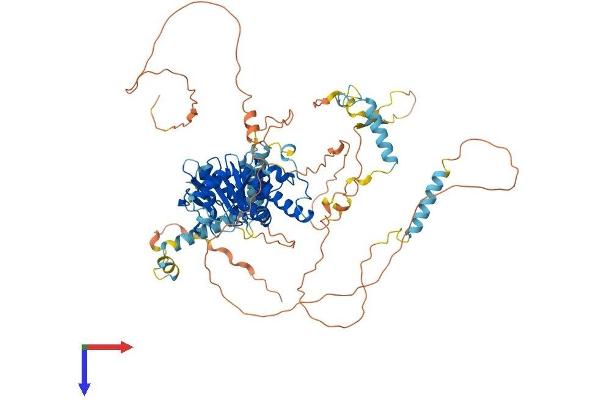 ADD2 Protein (AA 1-726) (His tag)