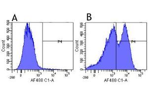 Flow-cytometry using anti-CD29 antibody K20   Human leukocytes were stained with an isotype control (panel A) or the rabbit-chimeric version of K20 ( panel B) at a concentration of 1 µg/ml for 30 mins at RT. (Rekombinanter ITGB1 Antikörper)