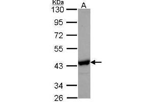 WB Image Sample (30 ug of whole cell lysate) A: Hep G2 , 10% SDS PAGE NANS antibody antibody diluted at 1:1000 (NANS Antikörper  (Center))