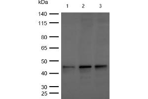 All lanes : Phospho-GSK3 beta (S9) Rabbit mAb at 1/1k dilution Lane 1 : Hela whole cell lysates Lane 2 : 293T whole cell lysates Lane 3 : MCF7 whole cell lysates Lysates/proteins at 20 μg per lane. (Rekombinanter GSK3 beta Antikörper  (pSer9))