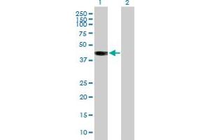 Western Blot analysis of BCAT2 expression in transfected 293T cell line by BCAT2 MaxPab polyclonal antibody. (BCAT2 Antikörper  (AA 1-392))