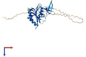 FBLL1 Protein (AA 1-314) (His tag)
