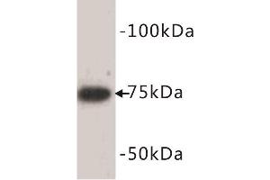 Western Blotting (WB) image for anti-Bone Morphogenetic Protein 2 (BMP2) antibody (ABIN1854839) (BMP2 Antikörper)