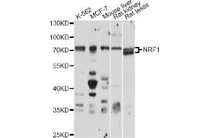 Western blot analysis of extracts of various cell lines, using NRF1 antibody (ABIN1876727) at 1:1000 dilution. (NRF1 Antikörper)