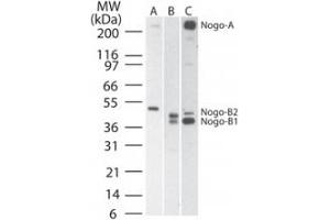 Nogo A B Western Blot. (Reticulon 4 Antikörper)