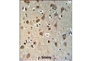 YMEL1 Antibody (N-term) (ABIN651076 and ABIN2840062) IHC analysis in formalin fixed and paraffin embedded brain tissue followed by peroxidase conjugation of the secondary antibody and DAB staining. (YME1L1 Antikörper  (N-Term))