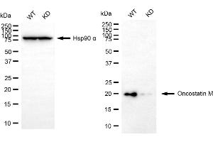 Western blotting analysis using oncostatin M antibody (ABIN7799703). (Rekombinanter Oncostatin M Antikörper)
