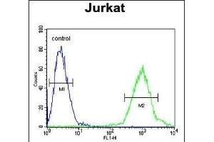 ACTB Antibody  flow cytometric analysis of Jurkat cells (right histogram) compared to a negative control cell (left histogram).