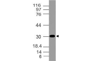 Image no. 1 for anti-Aminoacyl tRNA Synthetase Complex-Interacting Multifunctional Protein 2 (AIMP2) (AA 100-310) antibody (ABIN5027012) (AIMP2 Antikörper  (AA 100-310))