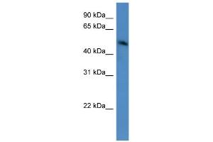 WB Suggested Anti-ZNF773 Antibody Titration:  0. (ZNF773 Antikörper  (C-Term))