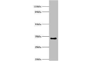 Western blot All lanes: Cell cycle checkpoint protein RAD1 antibody at 6 μg/mL + NIH/3T3 whole cell lysate Secondary Goat polyclonal to rabbit IgG at 1/10000 dilution Predicted band size: 32, 28, 8 kDa Observed band size: 32 kDa (RAD1 Antikörper  (AA 1-282))