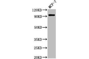 Western Blot Positive WB detected in: MCF-7 whole cell lysate All lanes: NCAM2 antibody at 2. (NCAM2 Antikörper  (AA 209-333))